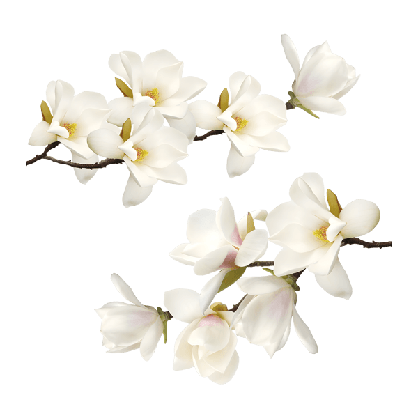 Vinilos Decorativos: Flores blancas 0