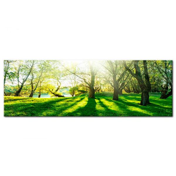 Otros productos: Rayos de sol entre árboles