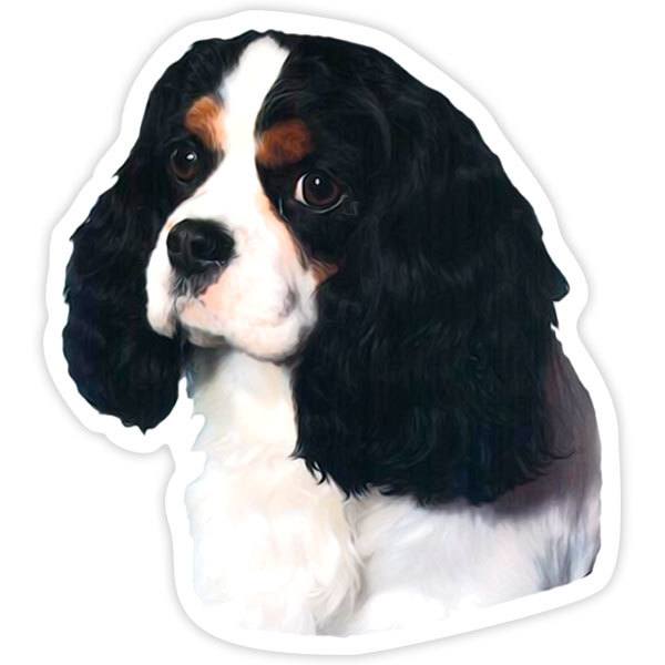 Pegatinas: Cavalier King Charles Spaniel