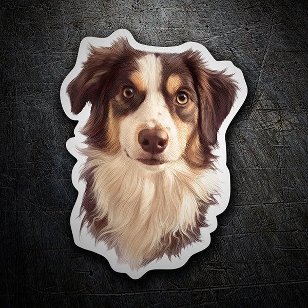 Pegatinas: Border Collie australiano