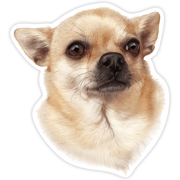 Pegatinas: Chihuahua macho