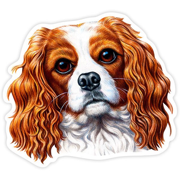 Pegatinas: Cavalier King Charles