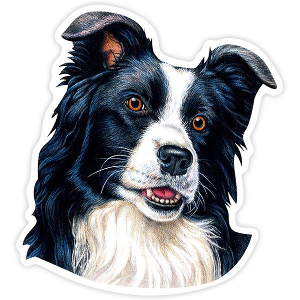 Pegatinas: Border Collie