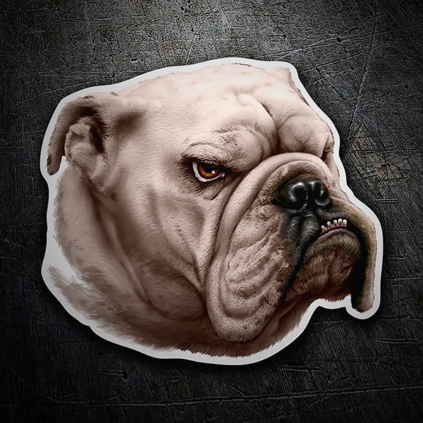 Pegatinas: Bulldog Inglés