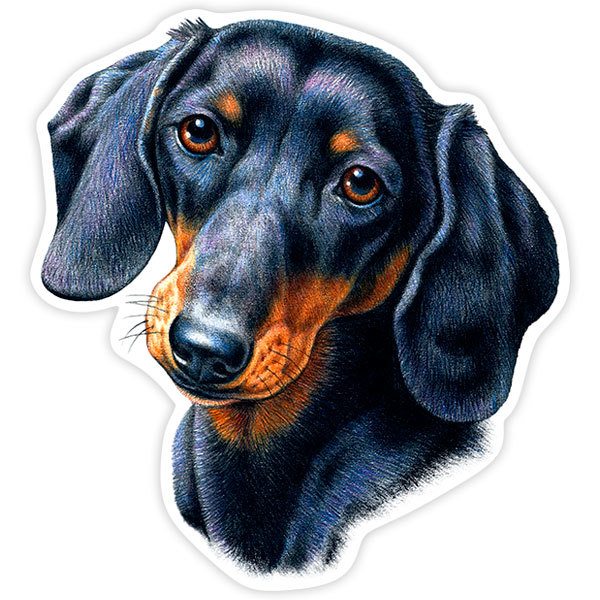 Pegatinas: Teckel (Perro Salchicha)