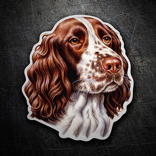 Pegatinas: Springer spaniel inglés