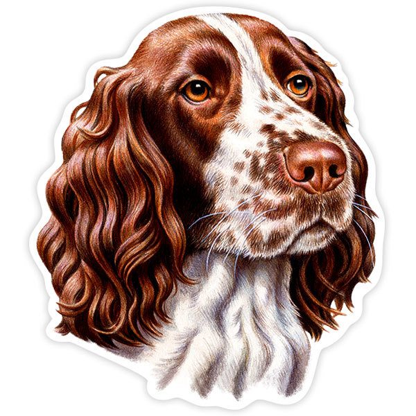 Pegatinas: Springer spaniel inglés