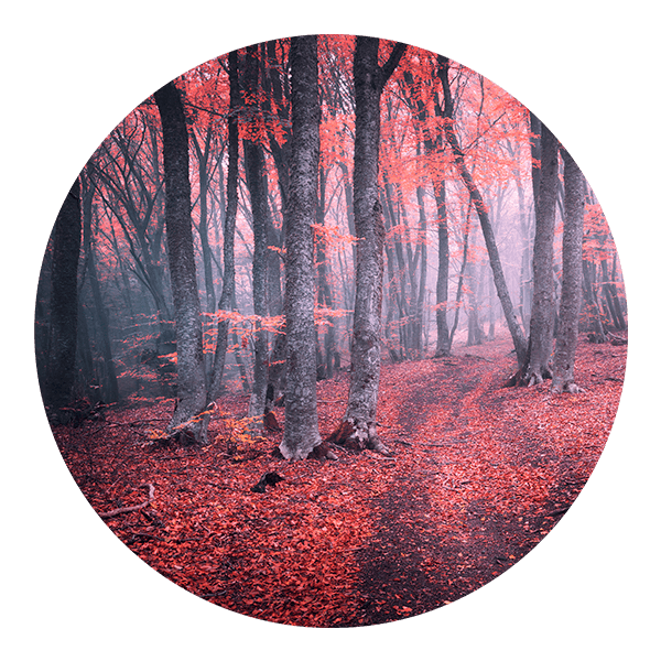 Vinilos Decorativos: Bosque Rojo