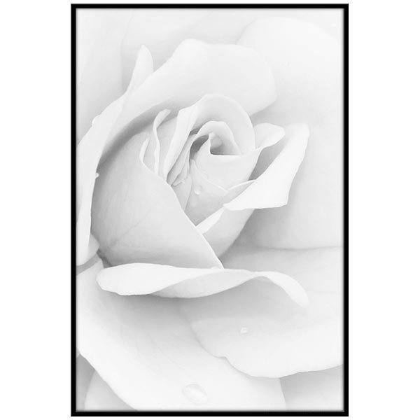 Vinilos Decorativos: Cuadro Rosa Blanca