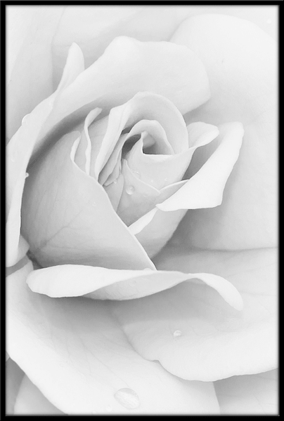 Vinilos Decorativos: Cuadro Rosa Blanca 0