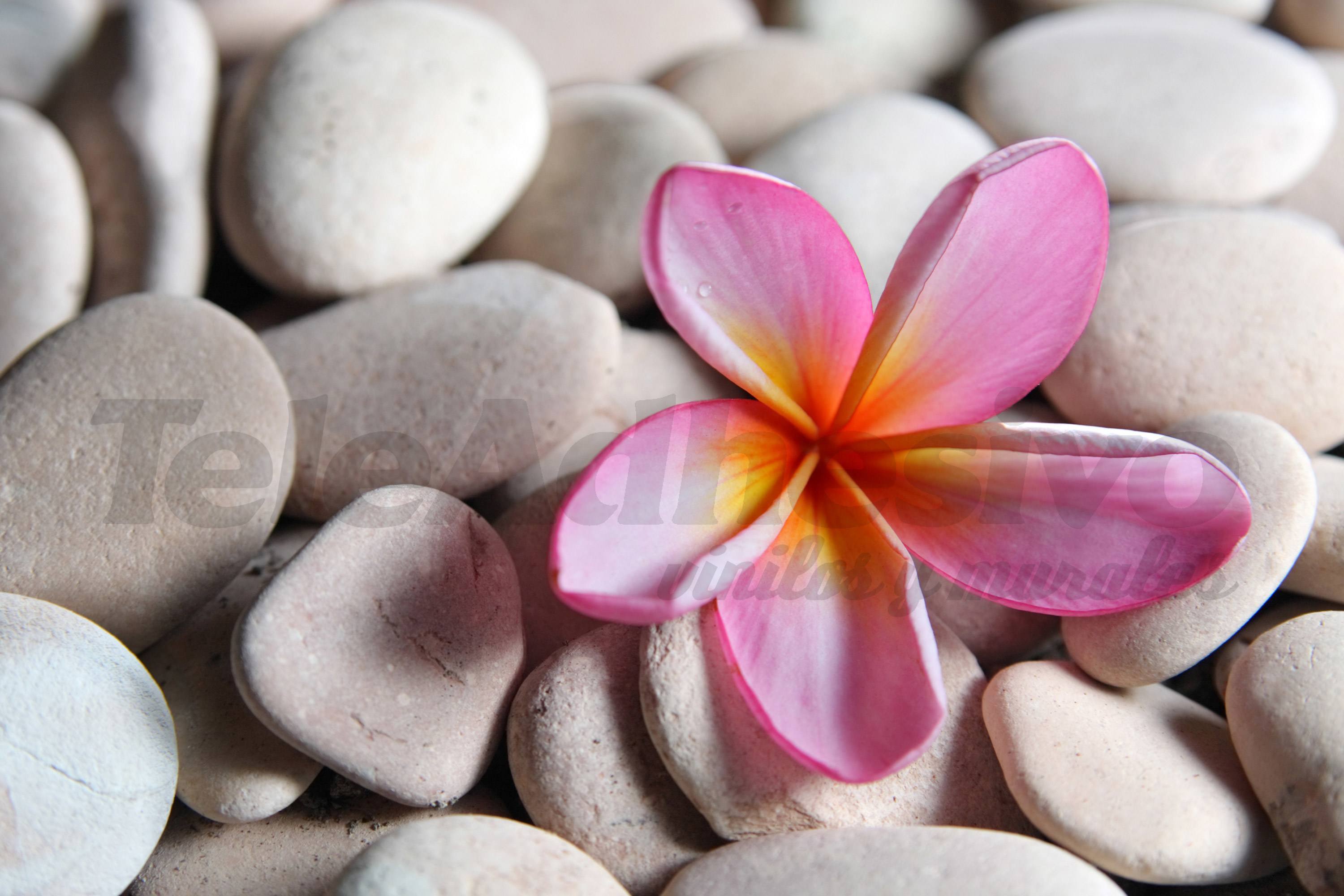 Fotomurales: Piedra Flor sobre Piedras Grises