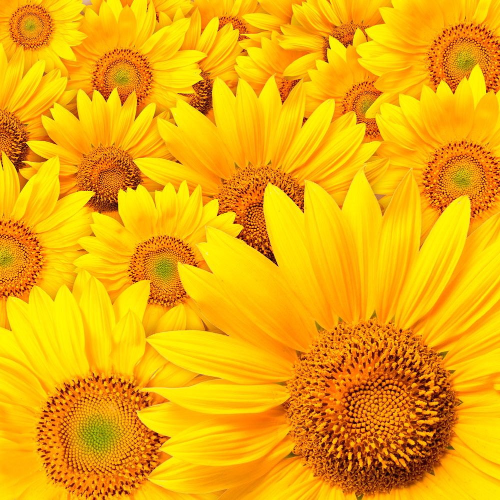 Fotomurales: Girasoles