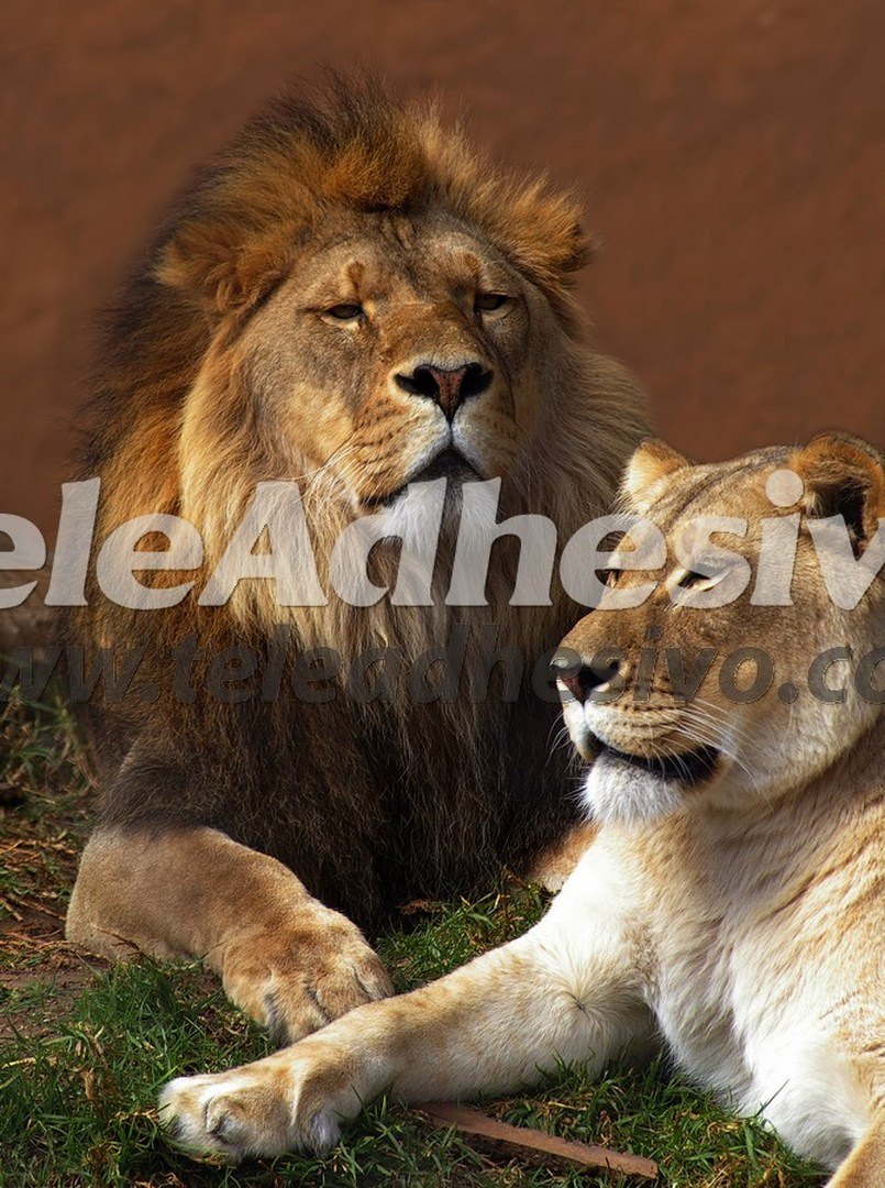 Fotomurales: León y leona