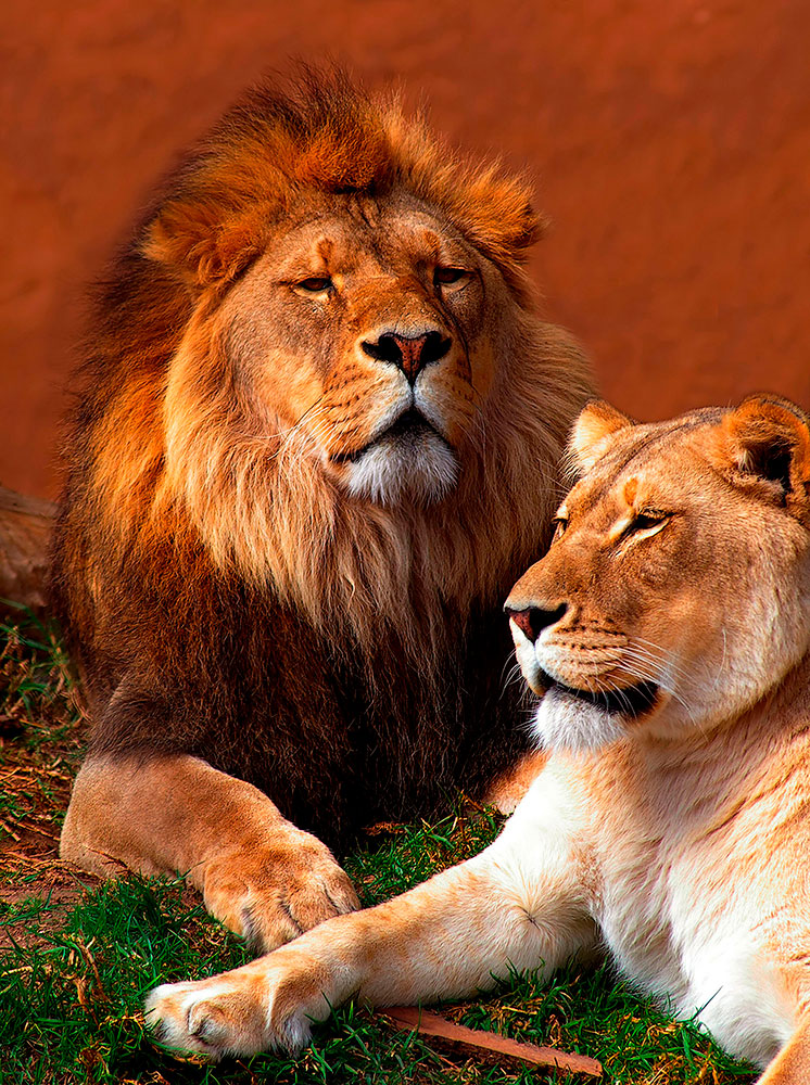 Fotomurales: Le&oacute;n y leona