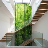 Fotomurales: Bamb&uacute; 11