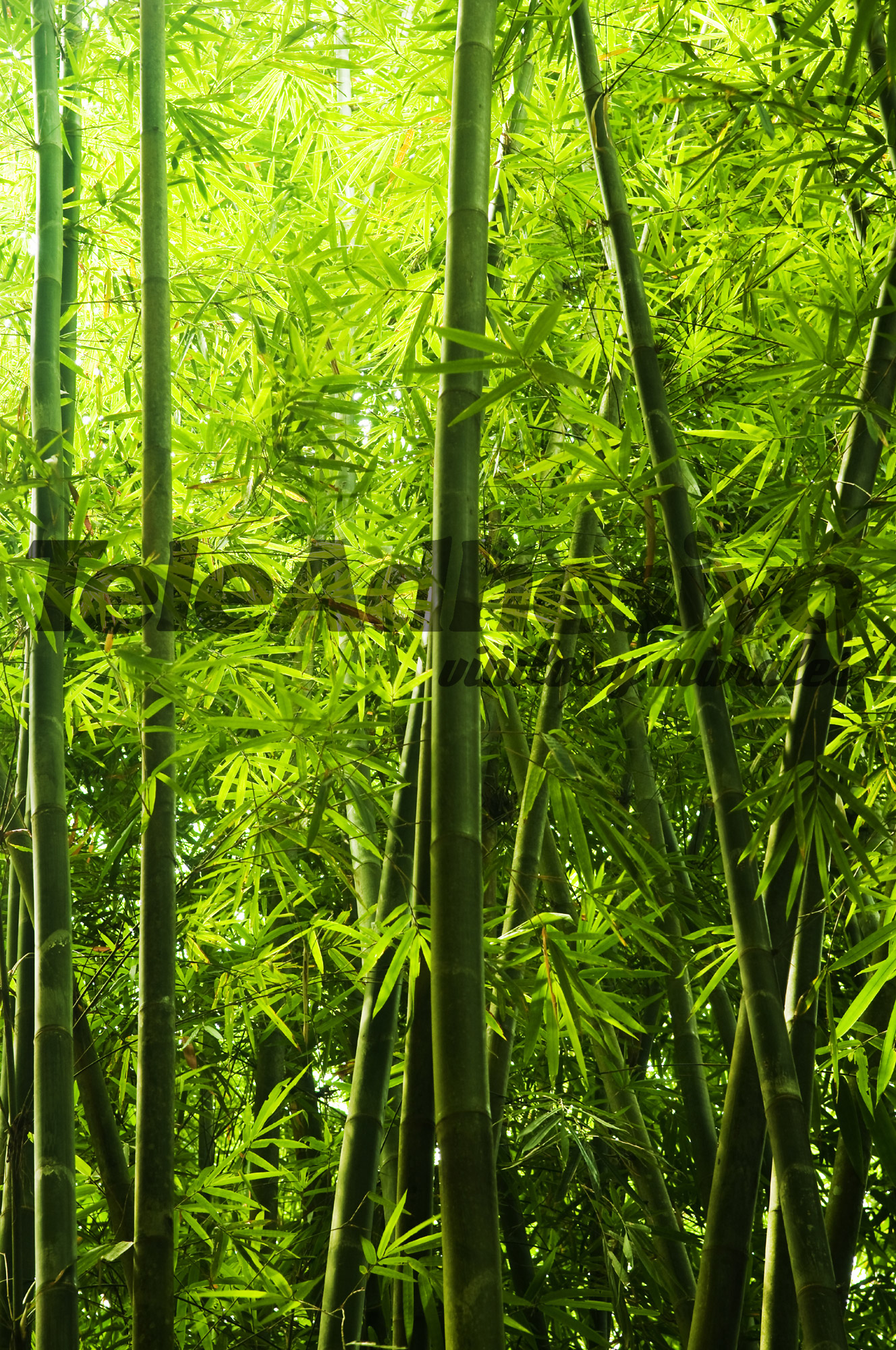 Fotomurales: Bambú