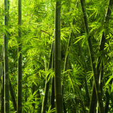 Fotomurales: Bambú 4