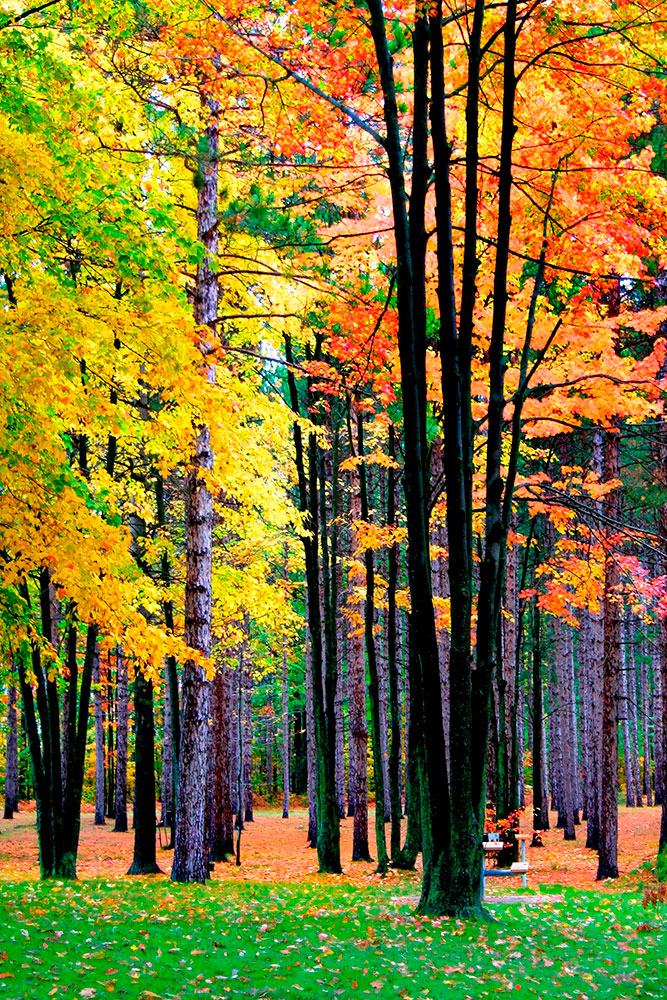 Fotomurales: Bosque oto&ntilde;al