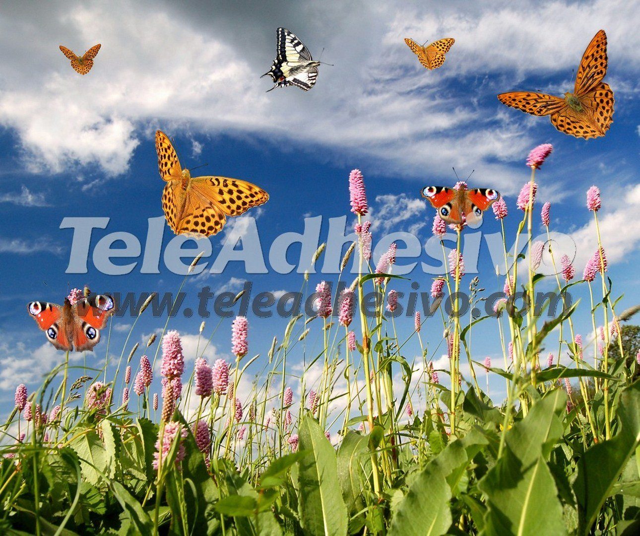 Fotomurales: Mariposas en campo de Lavanda