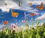 Fotomurales: Mariposas en campo de Lavanda 3