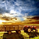 Fotomurales: Campo de cultivo 