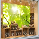 Fotomurales: Hojas 10