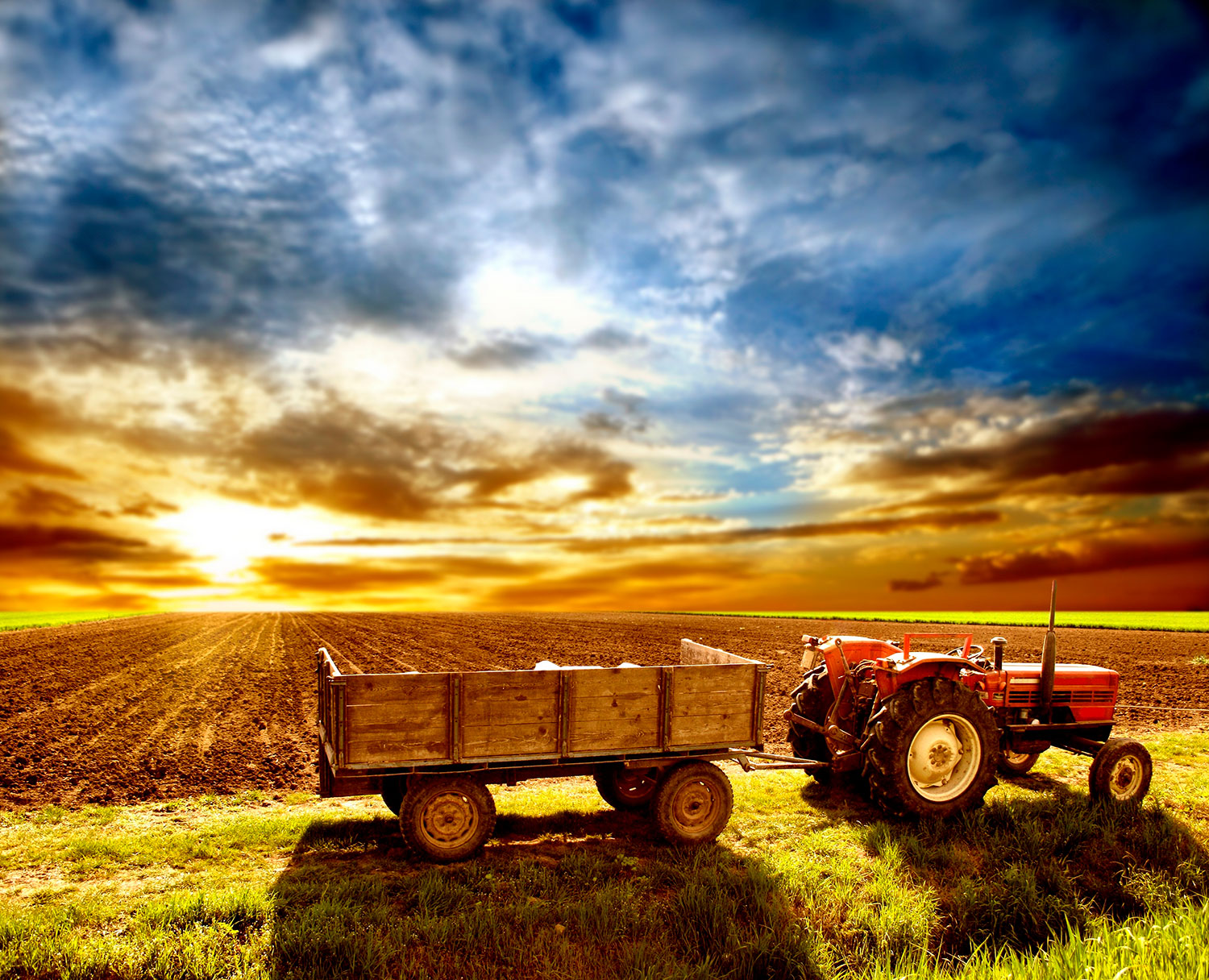 Fotomurales: Campo de cultivo 