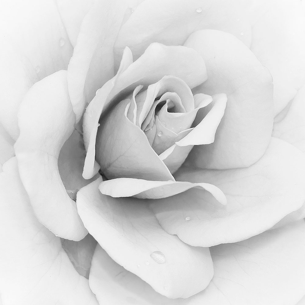Fotomurales: Iceberg Rosa