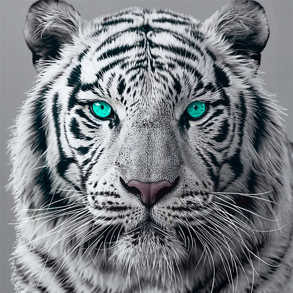 Fotomurales: Tigre blanco o albino