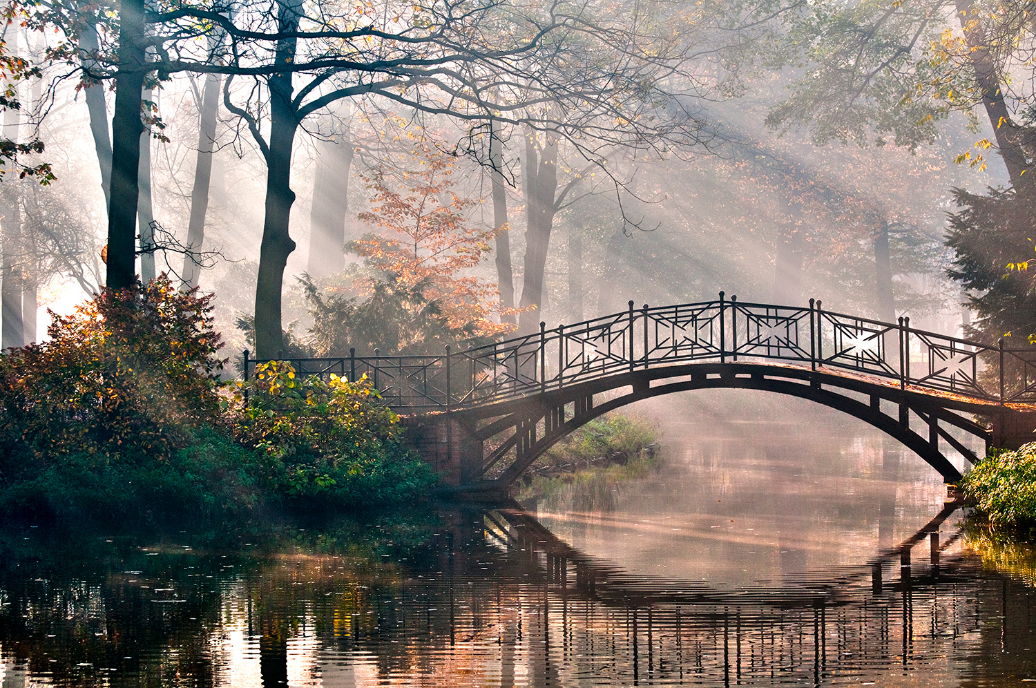 Fotomurales: Puente en el bosque