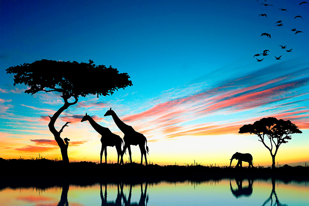 Fotomurales: Atardecer africano