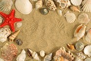 Fotomurales: Caracolas, conchas y estrella de mar 3
