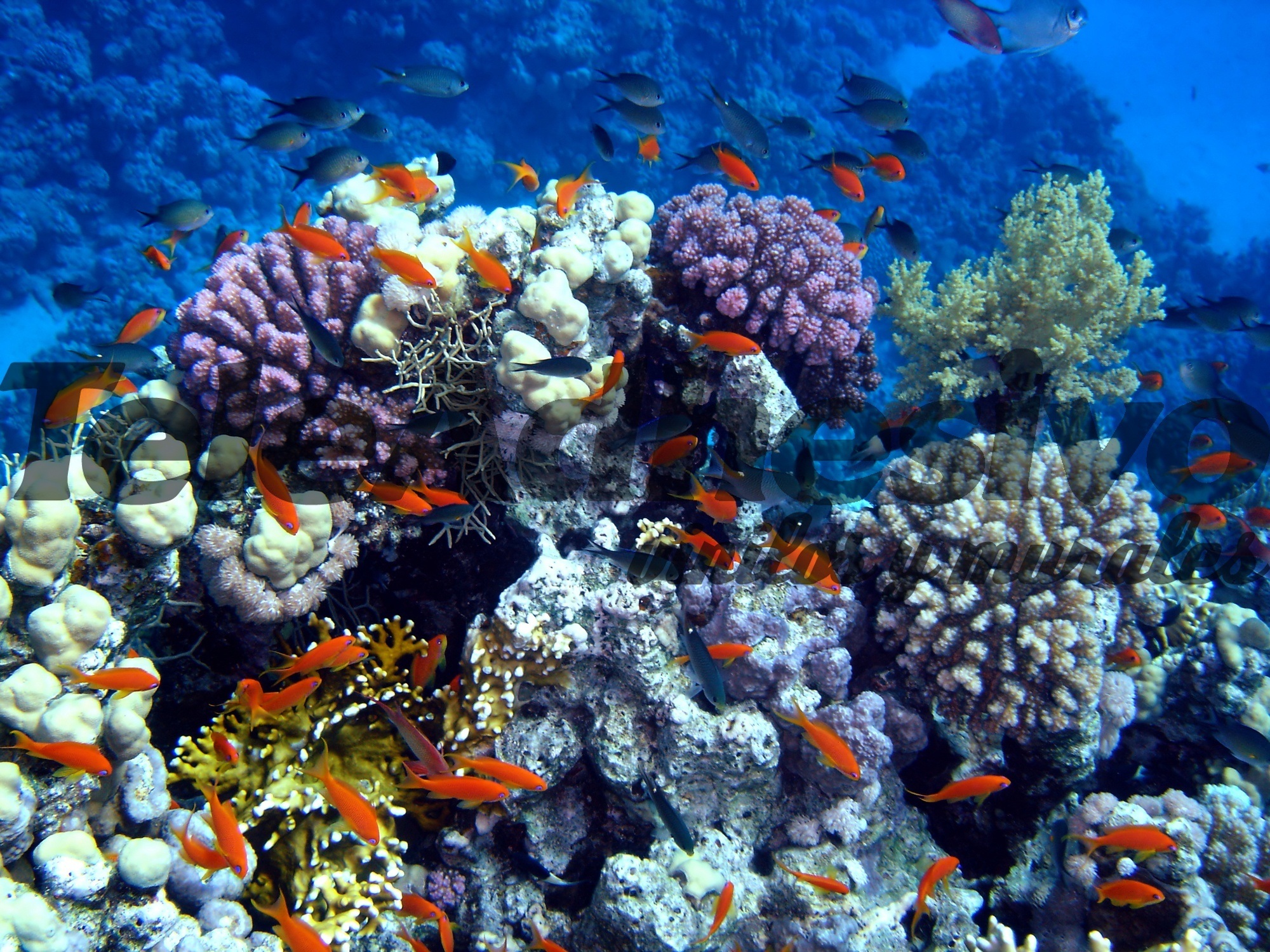 Fotomurales: Nadando en el coral