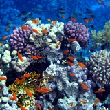 Fotomurales: Nadando en el coral 2