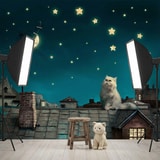 Fotomurales: Gato en el tejado 16