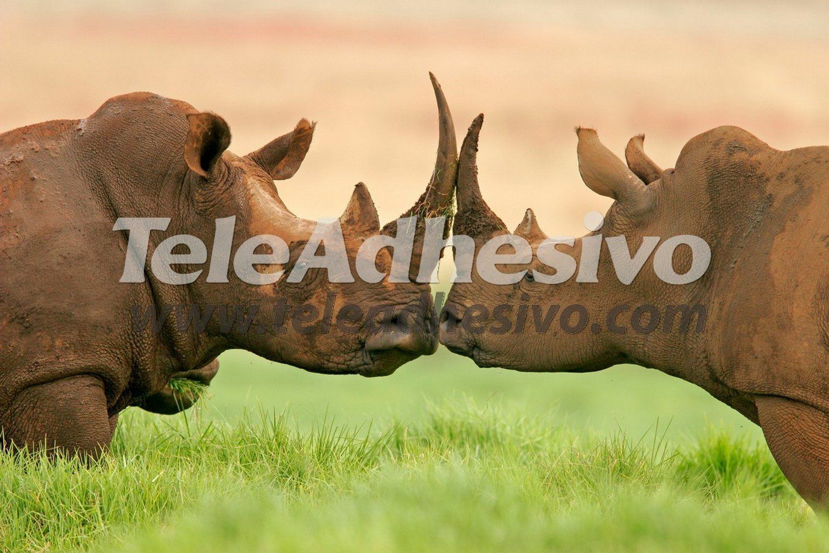 Fotomurales: Rinocerontes