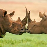 Fotomurales: Rinocerontes 3