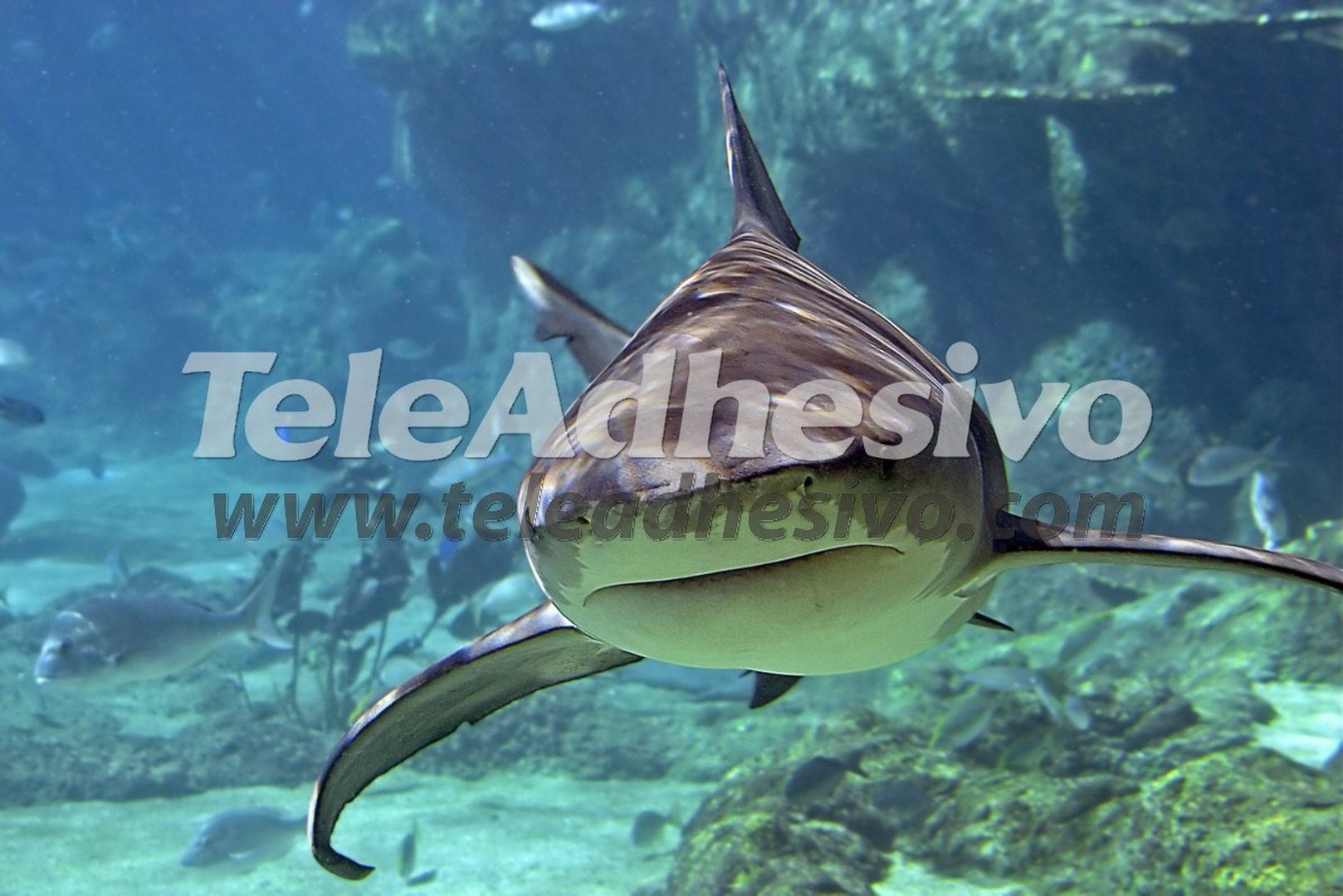 Fotomurales: Tiburón