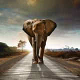 Fotomurales: Elefante 2