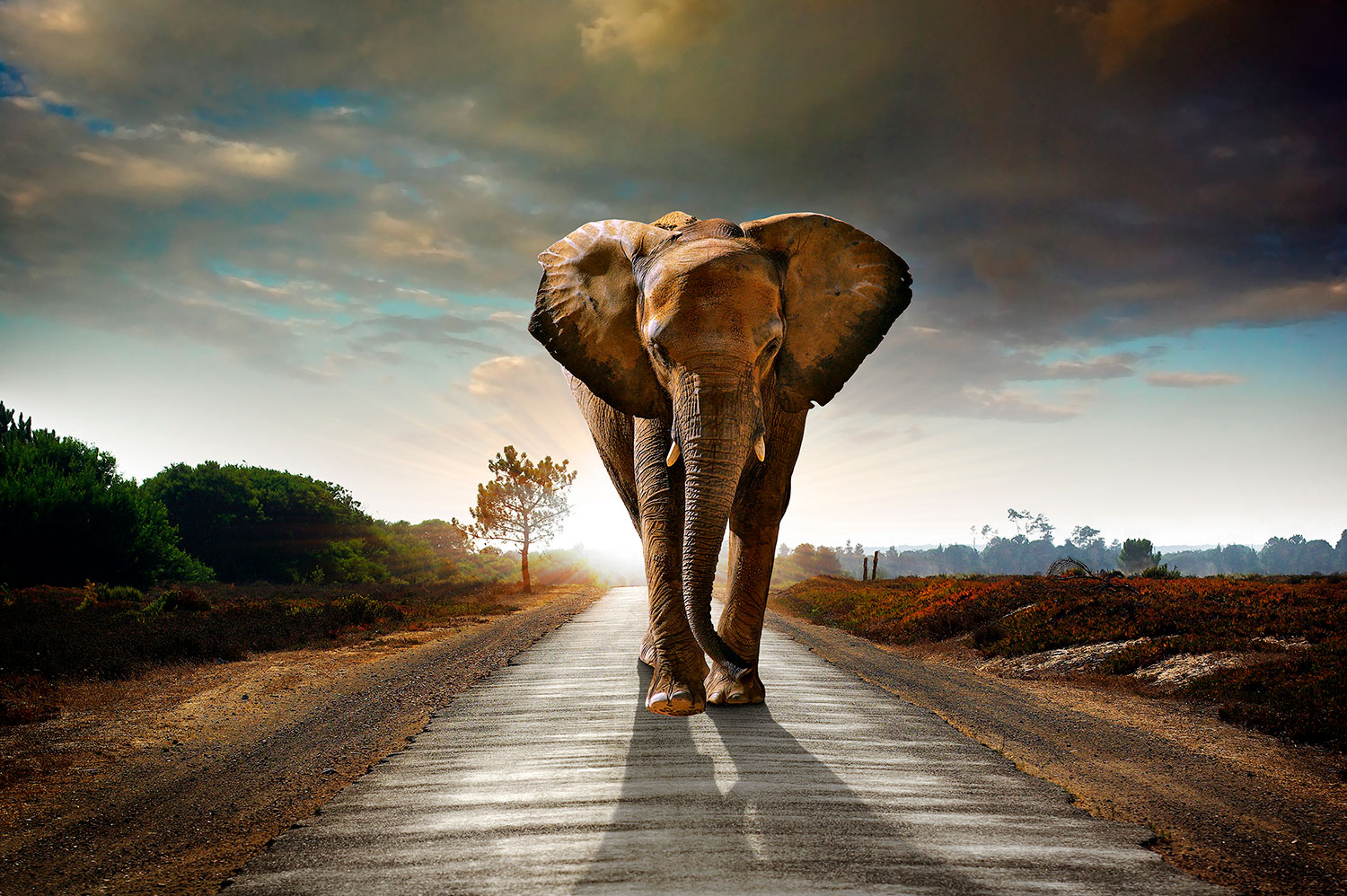 Fotomurales: Elefante