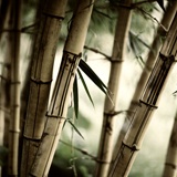 Fotomurales: Bambú Blanco 2