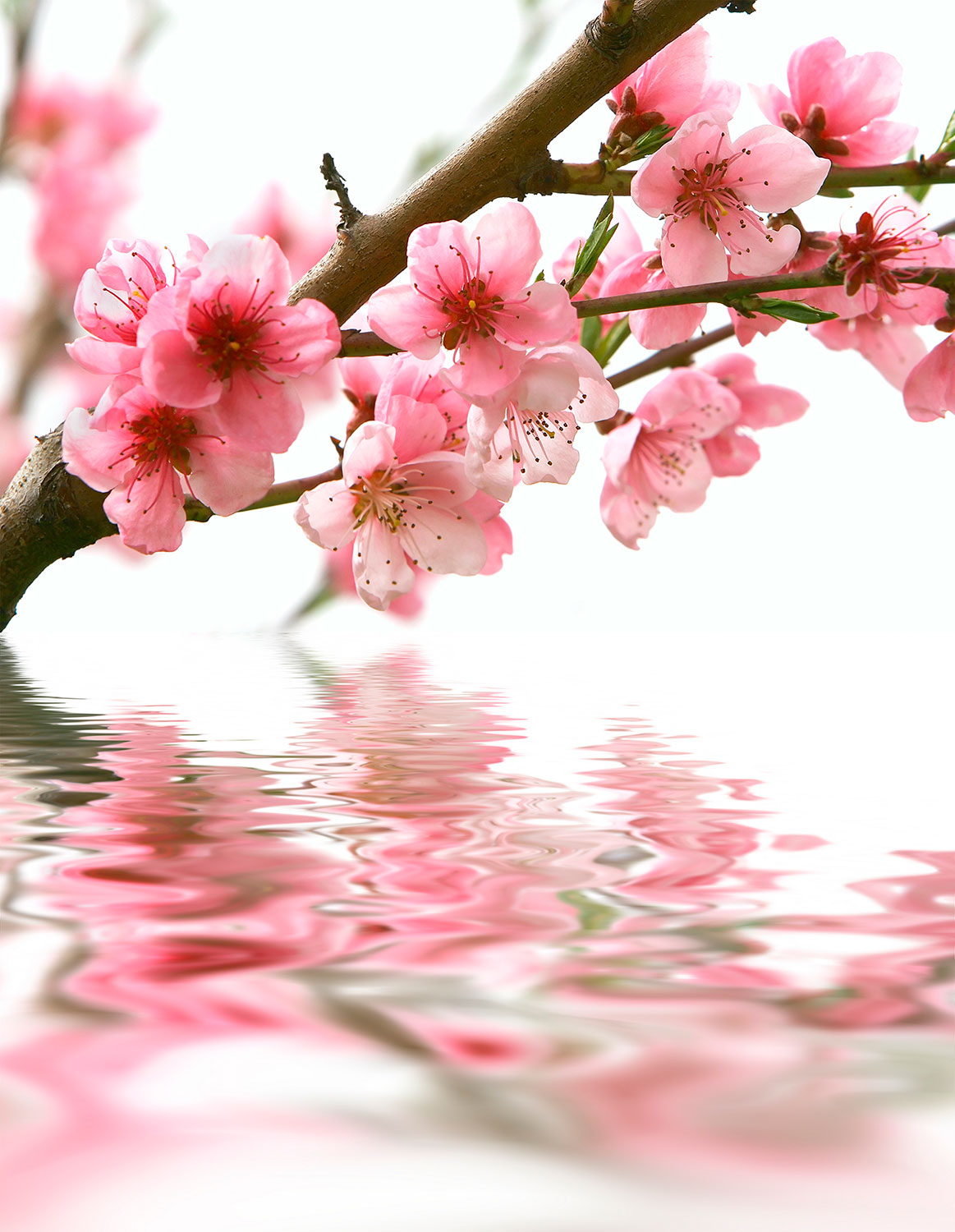 Fotomurales: Flor de Almendro