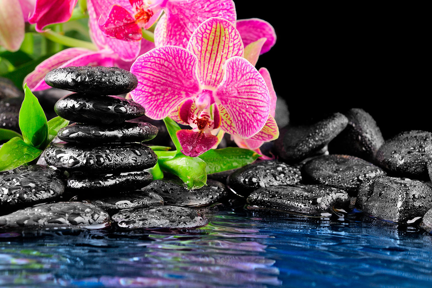 Fotomurales: Orqu&iacute;dea y basalto
