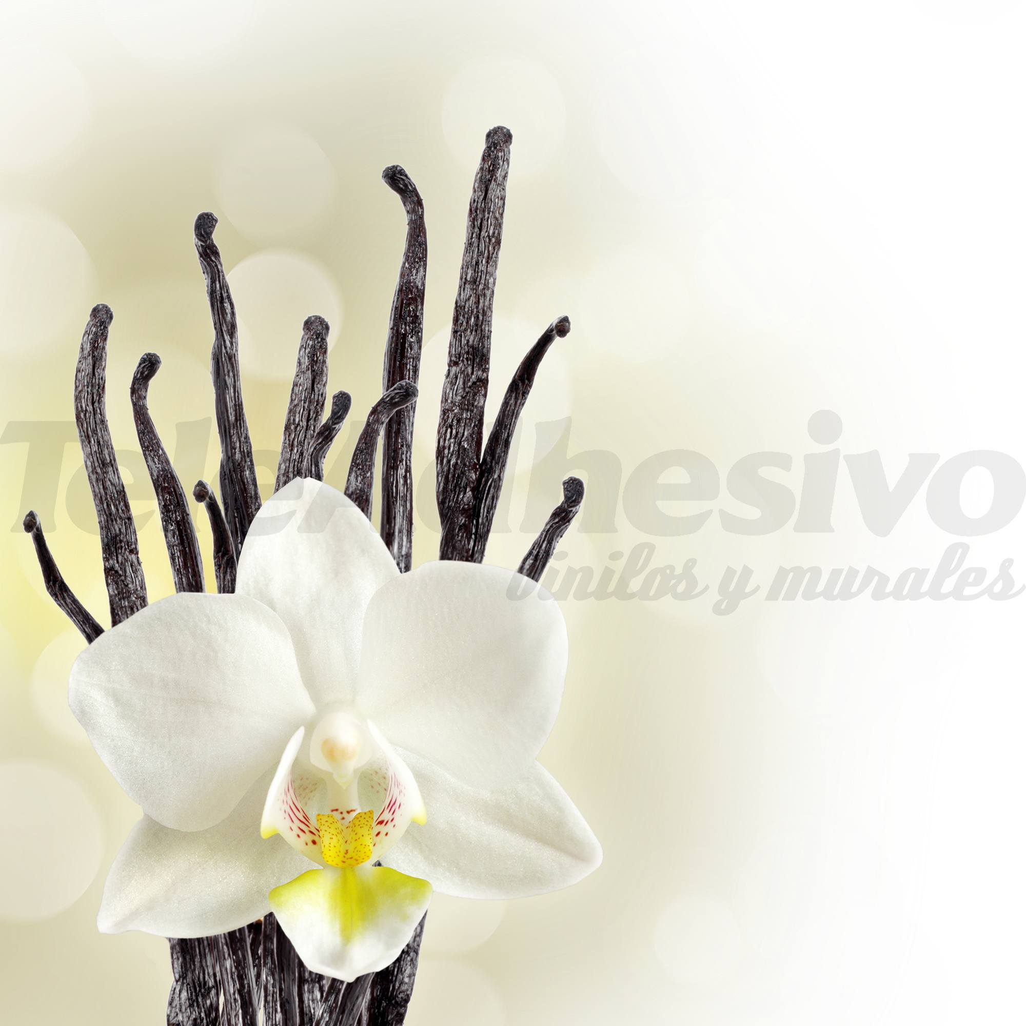 Fotomurales: Orquídea blanca