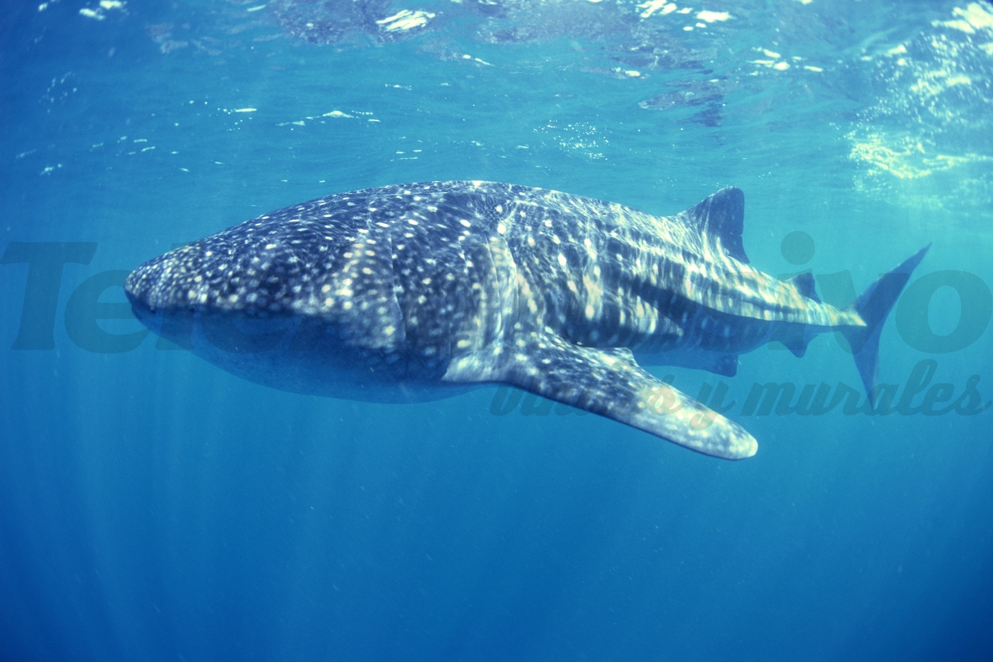 Fotomurales: Tiburón ballena