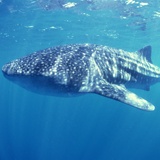 Fotomurales: Tiburón ballena 2
