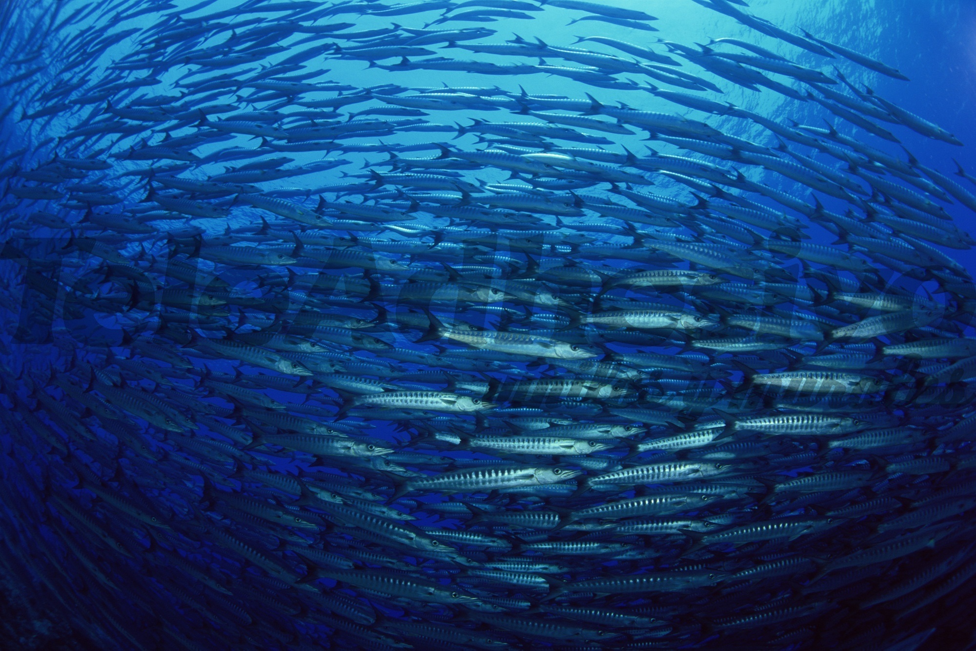 Fotomurales: Banco de peces