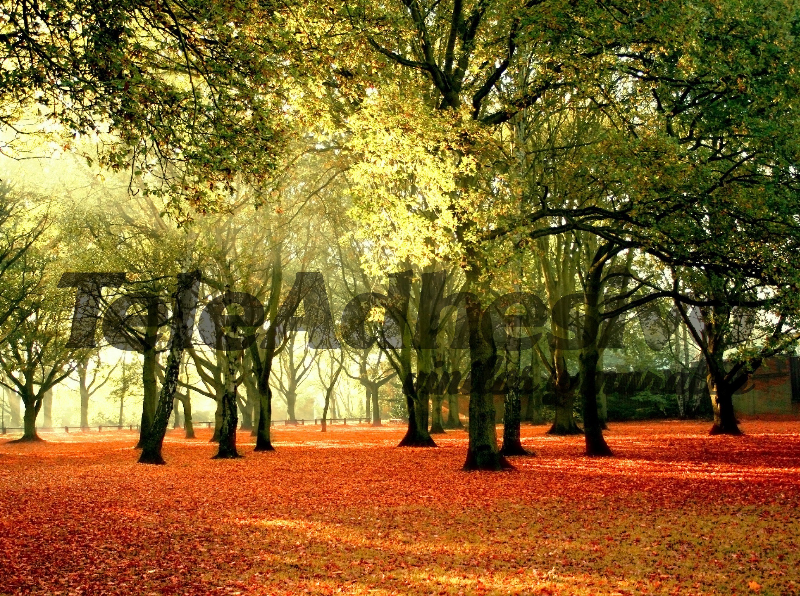 Fotomurales: Bosque al atardecer