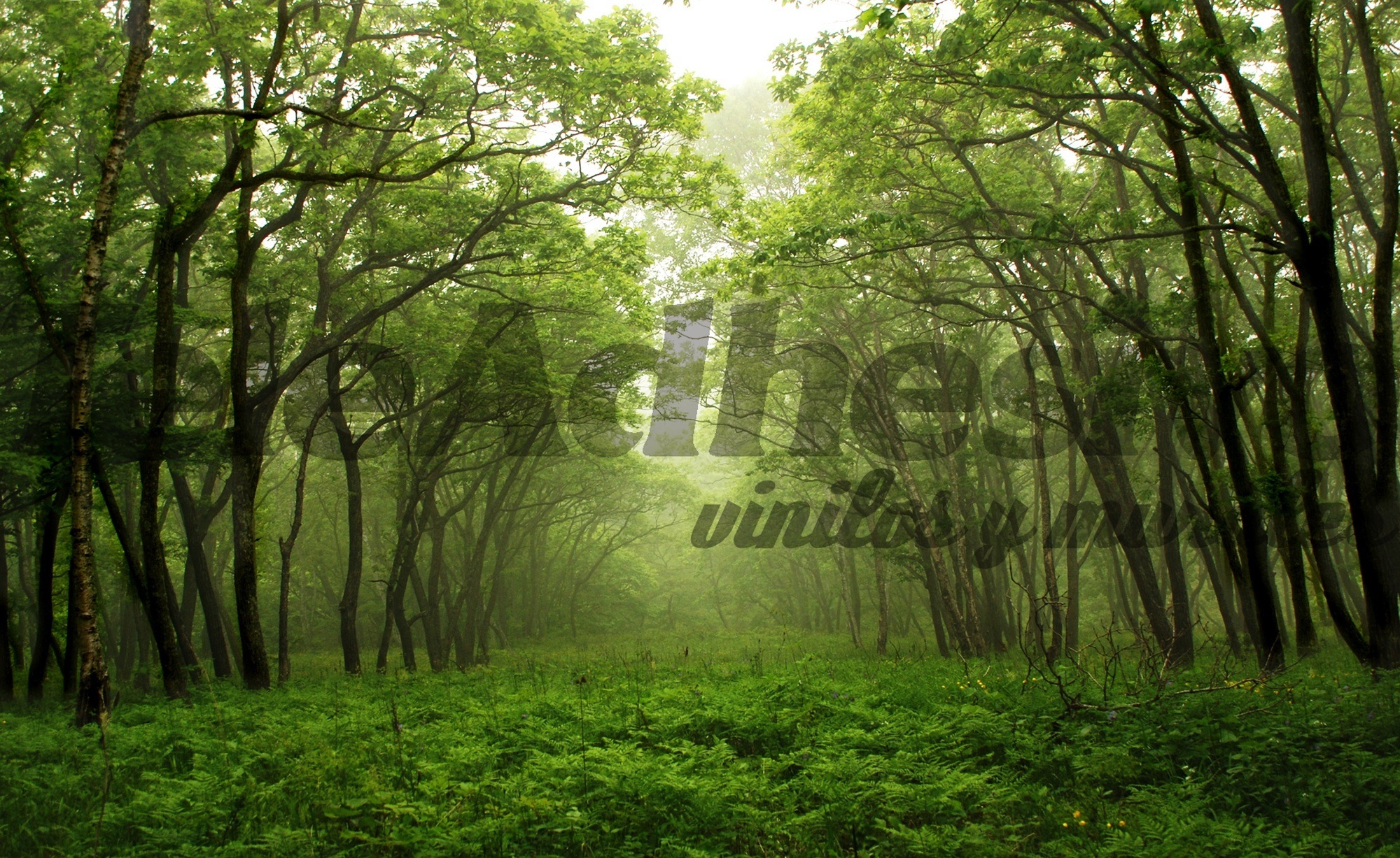 Fotomurales: Bosque verde