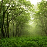 Fotomurales: Bosque verde 2